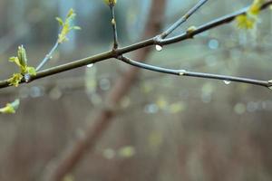 Close up dew drops on maple branches concept photo