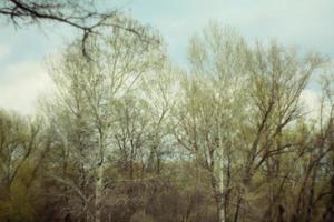 Blurred bare birch trees landscape photo