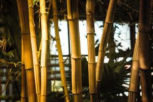 Close up bamboo stems in garden concept photo