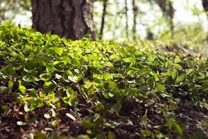 Close up carpet of sweet violets in park concept photo