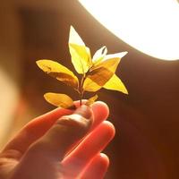 Close up fingers holding twig with leaves under bright lamp light concept photo