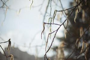 Tree branches in spring. First buds on branches. Details of nature. photo