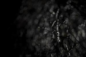Branches in ice in dark. Freezing rain on black background. Natural texture at night. photo