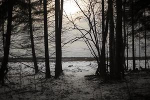 Forest and field in winter. Landscape outside city. Dark spruce forest in evening. photo