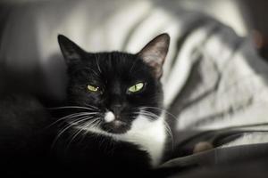 Cat on blanket. Pet at home. Cat looks into frame. photo