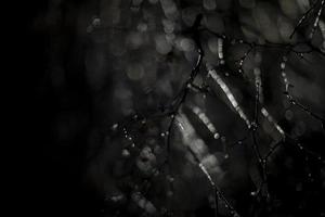 Branches in ice in dark. Freezing rain on black background. Natural texture at night. photo