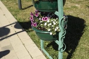 flores en maceta en el parque. flores en el jardín. hermoso polvo en maceta para plantas. foto