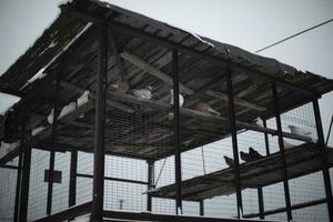 Pigeons in cage. Pigeon farm. Birds behind bars. Animals out of captivity. photo