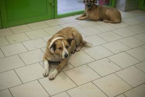 Abandoned animal. Dogs flee cold in building. photo