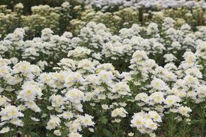 white flowers in the garden photo