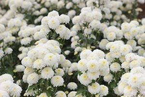 white flowers in the garden photo