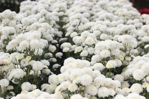 white flowers in the garden photo