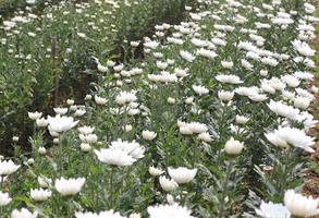 white flowers in the garden photo