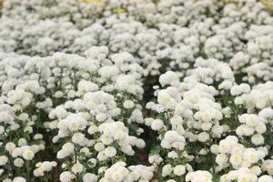 white flowers in the garden photo