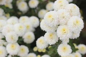 white flowers in the garden photo