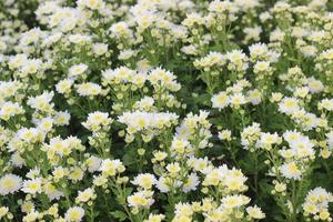 white flowers in the garden photo