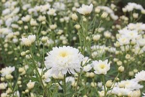 white flowers in the garden photo