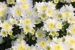 white flowers in the garden photo