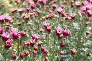 The flower garden is blooming beautifully. photo