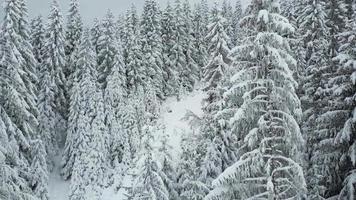 vista aerea del drone di uno splendido scenario invernale con alberi di pino ricoperti di neve. nevica. ripresa cinematografica. viaggio invernale. sfondo e trame. video