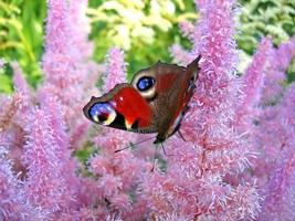 hermosa mariposa en flores rosas foto