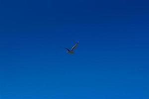 Gull flying in blue sky photo