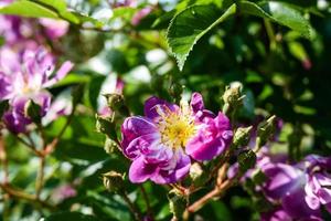 Flowering summer rose in bud photo