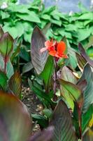 Red Canna Lily blooming flower photo