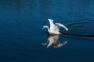 hermoso cisne flota en el lago foto