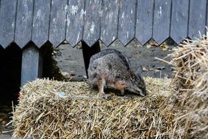 A small kangaroo is sitting on the hay photo