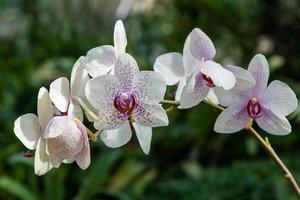 Flowering orchids in the botanical garden photo