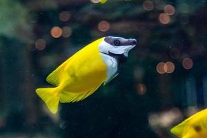 Fish Siganus vulpinus photo