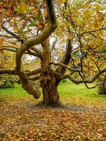 árbol grande con una rama foto