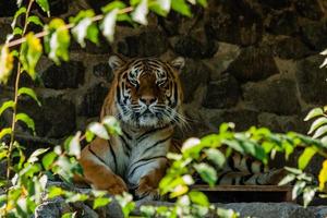 Tiger resting in the shade close up photo