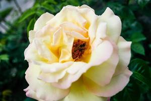 Flowering summer rose in bud photo