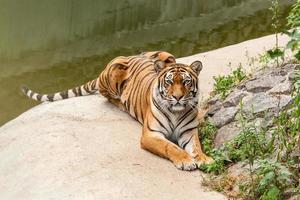 Tiger resting in the nature near the water photo