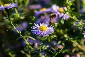 Field flowers on which insects and bees sit close up photo