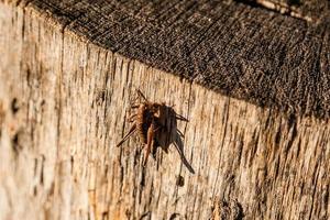 In the sunlight a grasshopper sits on a log photo