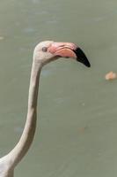 Flamingo walks on water photo