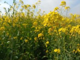 Yellow flowers agriculture landscape naturel plants photo