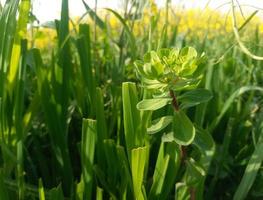 Yellow flowers agriculture landscape naturel plants photo