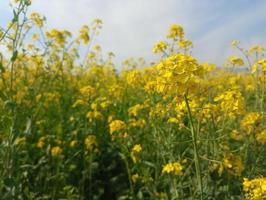 Yellow flowers agriculture landscape naturel plants photo