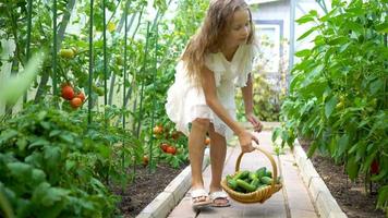 adorable niña cosechando pepinos y tomates en invernadero. video