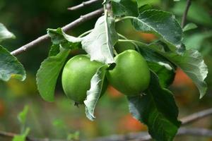 manzanas verdes maduras en un árbol en otoño foto