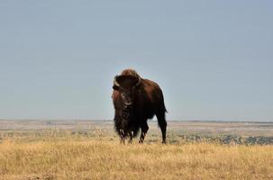 Iconic American Buffalo on a Butte in South Dakota photo