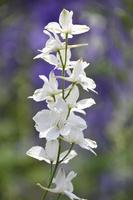 Stunning Up Close Look at a White Delphinium Flower photo