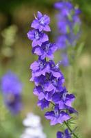 Terrific Flowering Purple Delphinium Flower Blossom Up Close photo