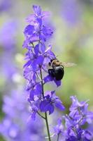 Bee Hovering Around a Purple Delphinium Flower photo