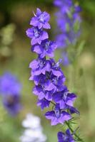 Striking Flowering Purple Larkspur Flower in a Garden photo