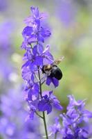 Terrific Capture of a Bee on Flowering Delphinium photo